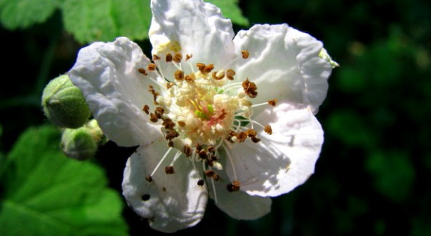 Bear berry Flower