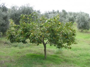 Cachi Tree