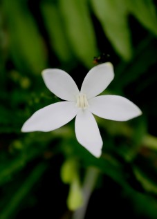 Laurentia longiflora