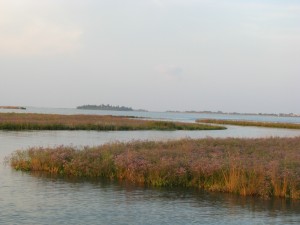 Herb picking in the Venice Lagoon