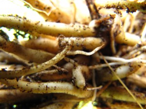 Valeriana root