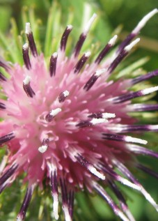 Articum flores