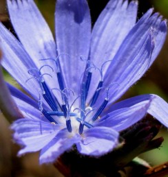 Cichorium intybus - Chicory flores