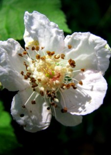Bear berry Flower