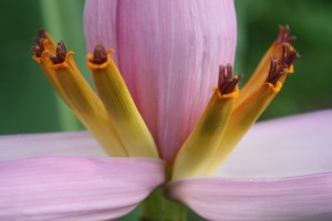 Banana flower